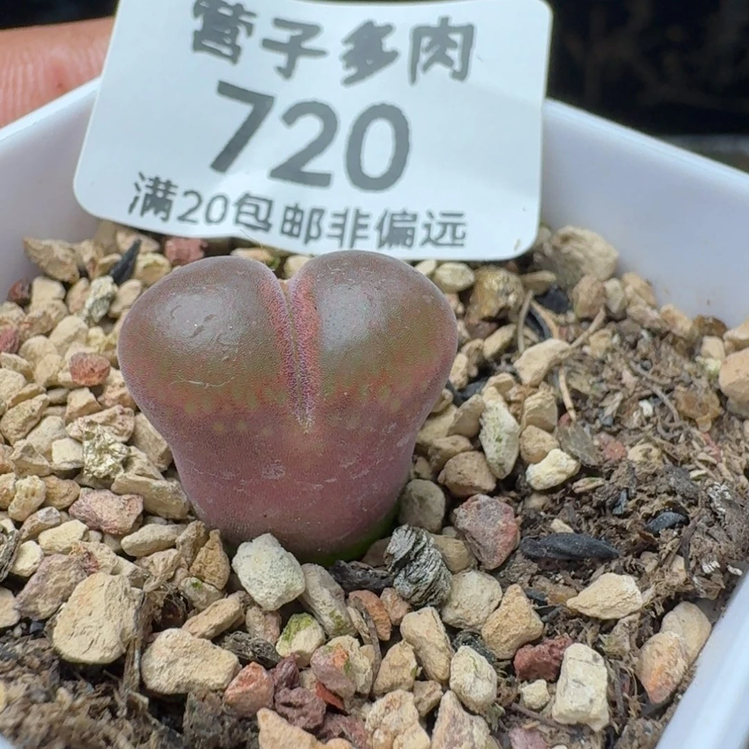 带盆土。