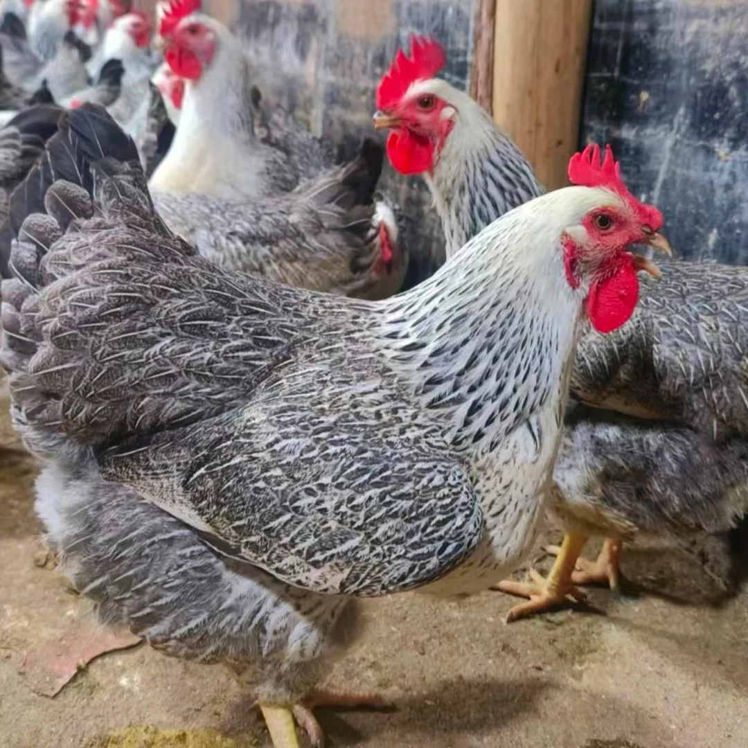 林间散养成年下蛋稻花母鸡公鸡一公三母