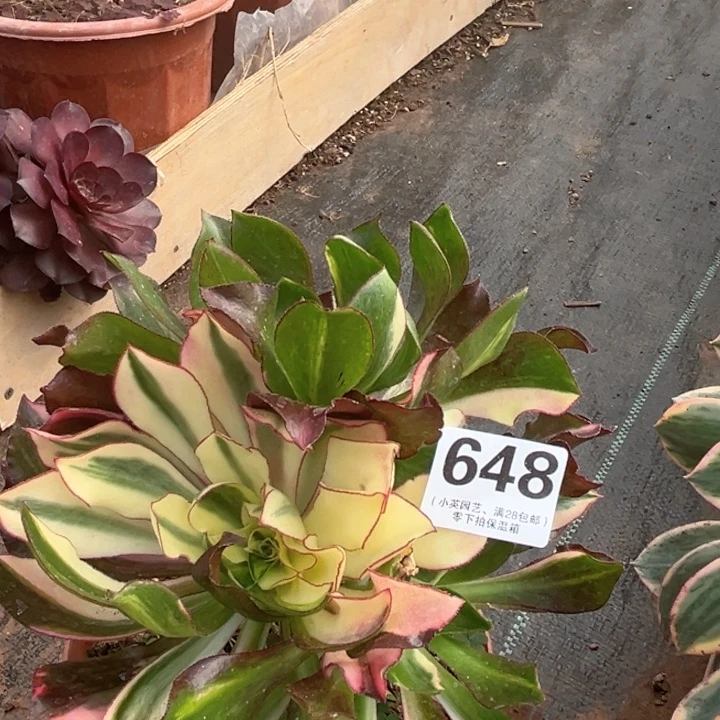 648多肉植物七彩