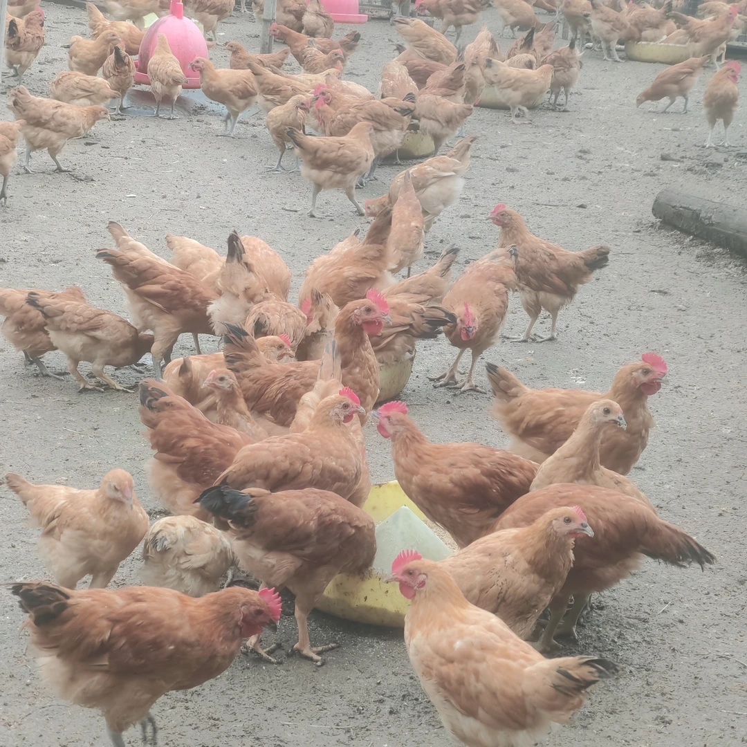 自家散养高产土鸡宠物鸡溜达鸡