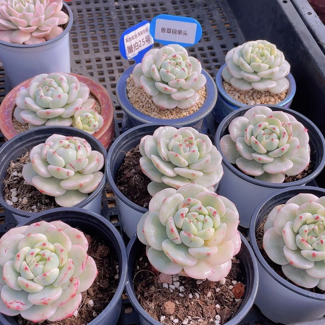 量拍25号 香草锦单头一个