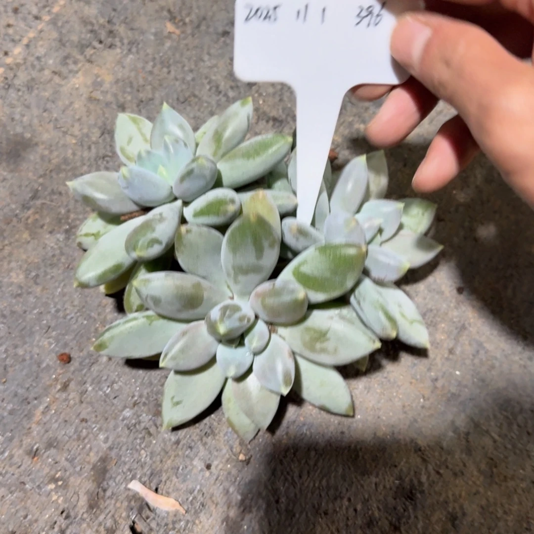 西***年一物一拍超级胖哥特396