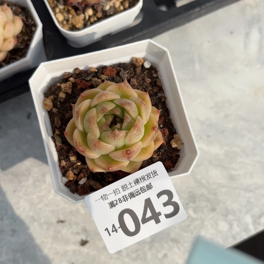 熔岩单头多肉多肉