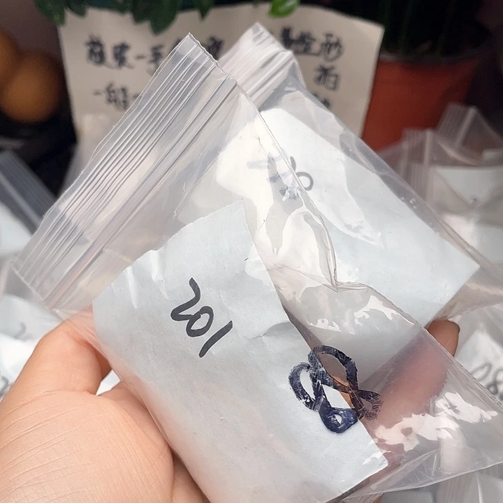 洋*鱼玄武观音渡核桃打包出