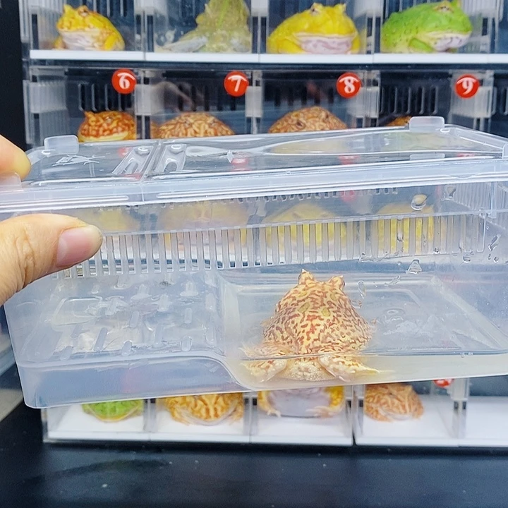 角蛙盒子盒子盒子