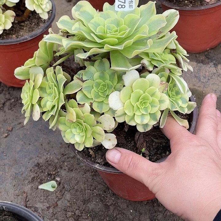 178绿豆沙多肉植物法师
