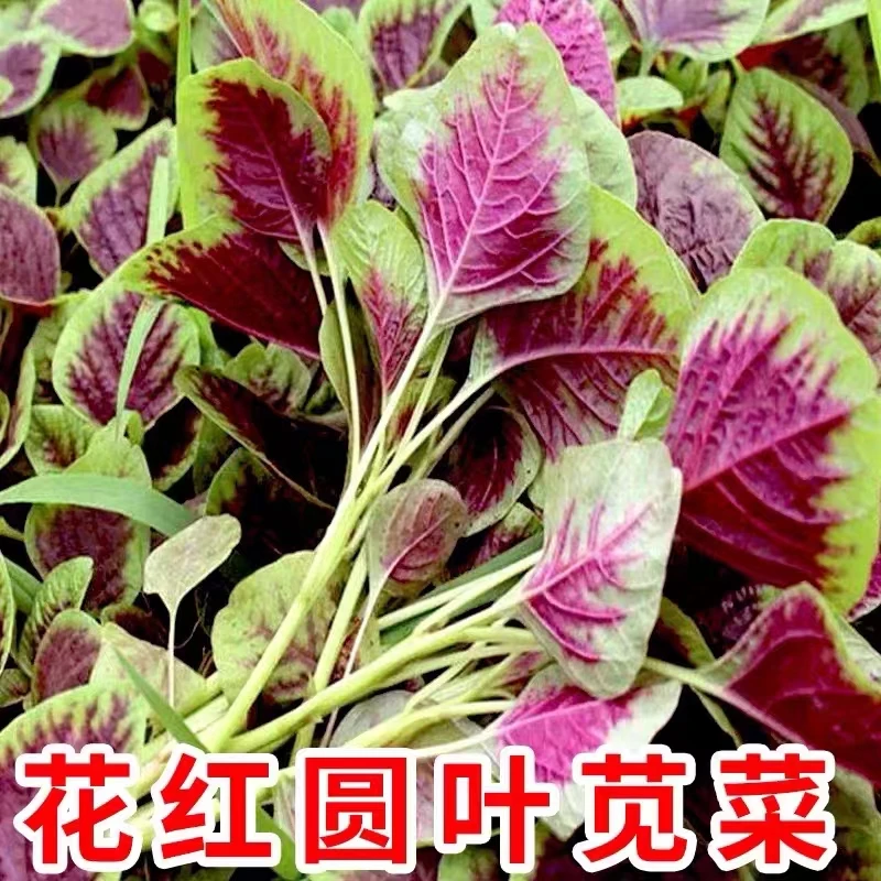 精挑新种红苋菜种子汉菜籽精挑新种蔬菜籽红圆叶苋菜白苋菜耐热易