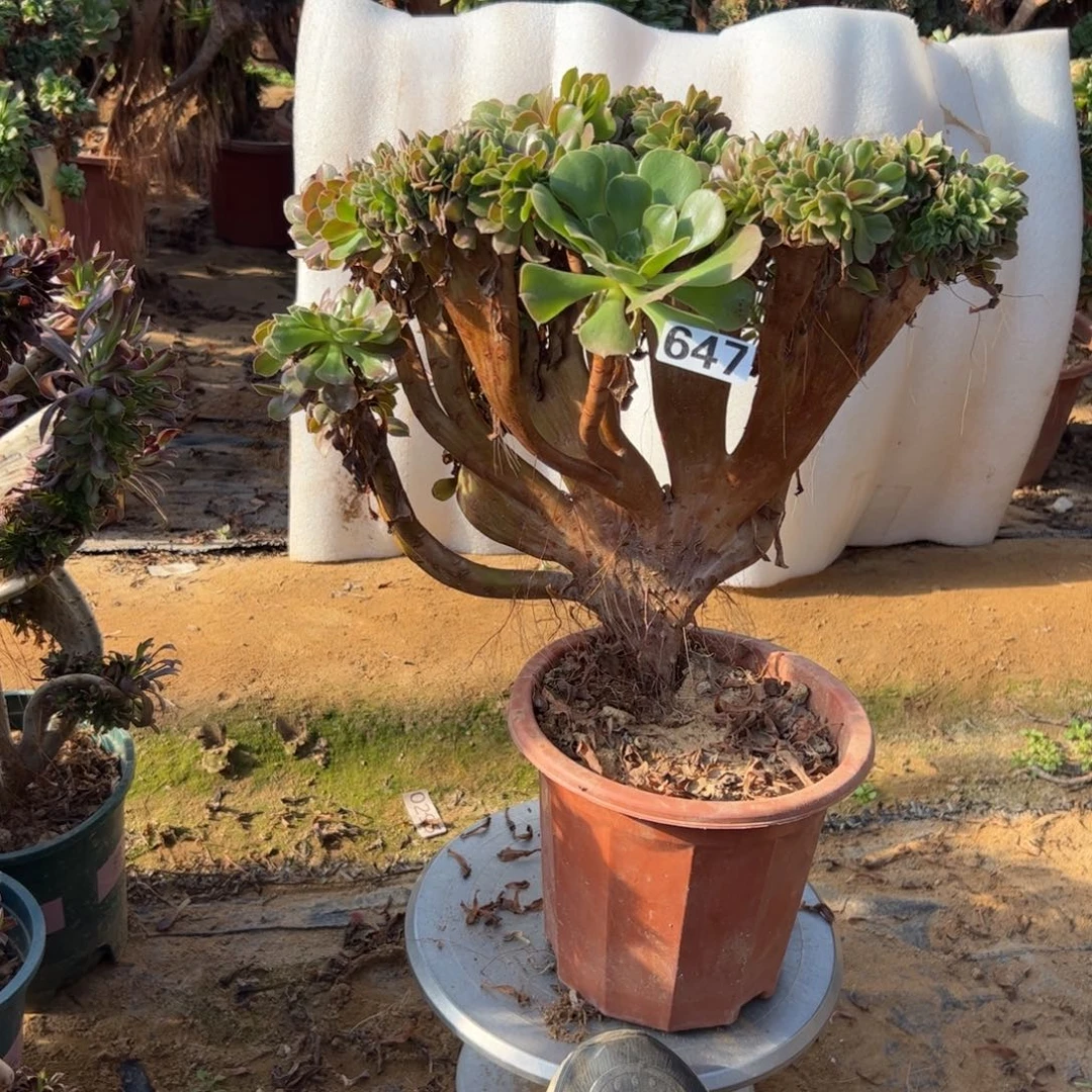 玫瑰缀647冠服40厘米