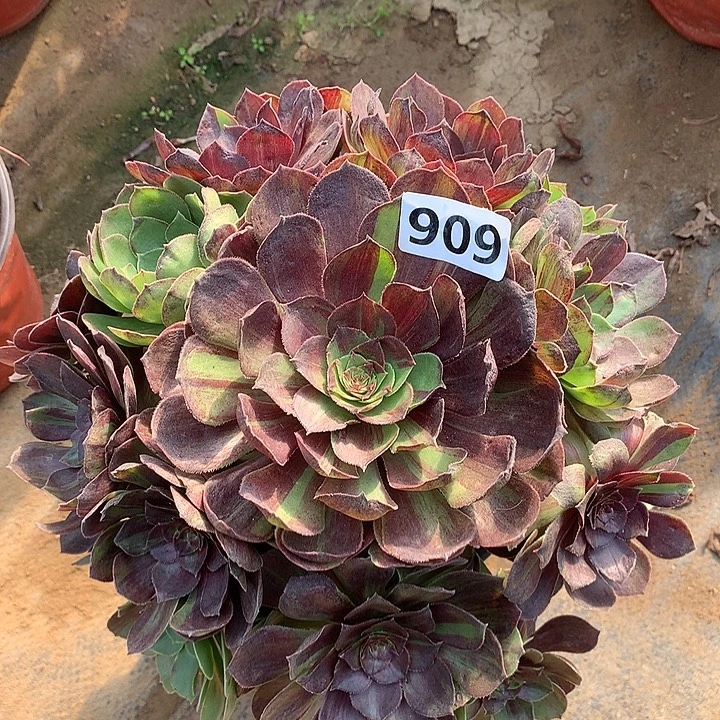 多肉植物花月夜909