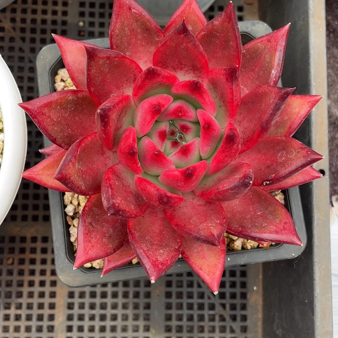 多肉植物一物一拍