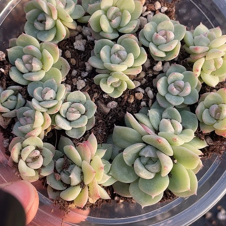 OTO多肉切糕优选2073