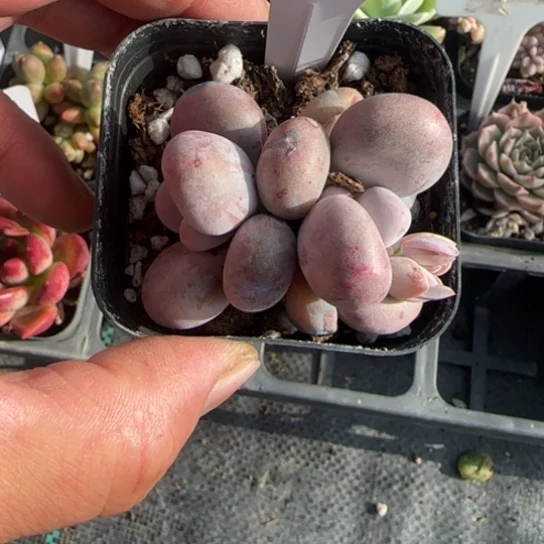 234彩虹奶一物一拍多肉