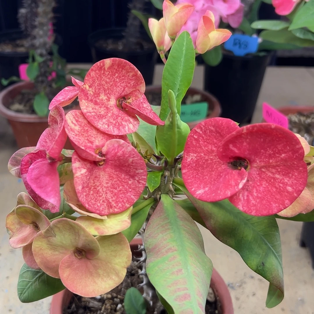 万道霞光泰国大花虎刺梅