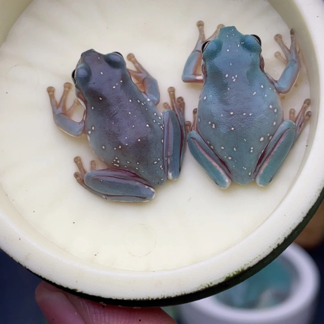 老爷树蛙7号紫蓝➕钴蓝