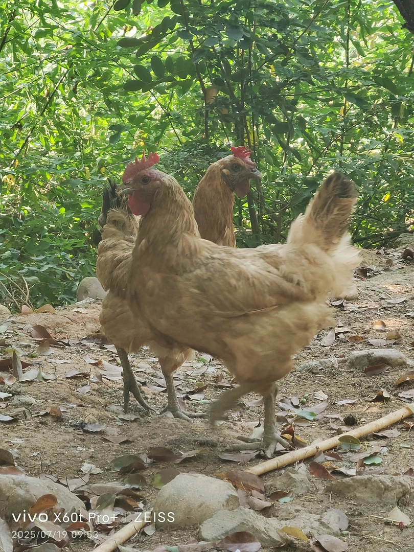 顺丰包邮湖南湘西本地母鸡乌脚鸡土鸡公鸡溜达现杀土鸡肉发货