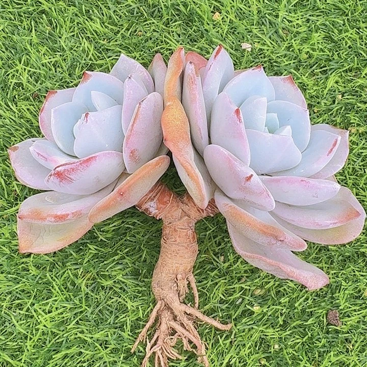 M***g奶茶，一物一拍，没有质量问题拍下不退不换