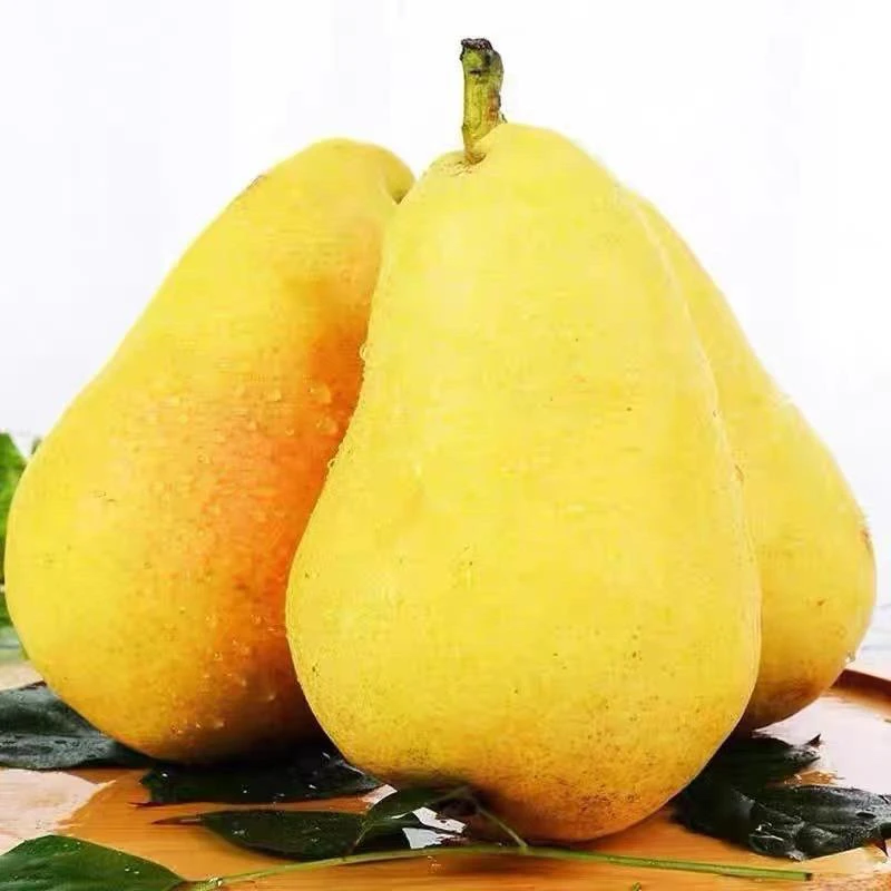 正宗庆阳香蕉梨果园现摘大头梨香甜可口