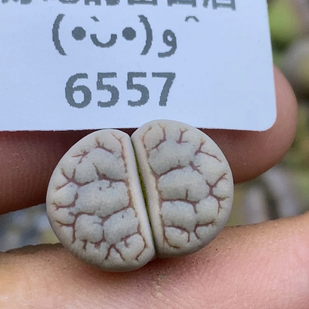 6557。岛田374。。。。。。