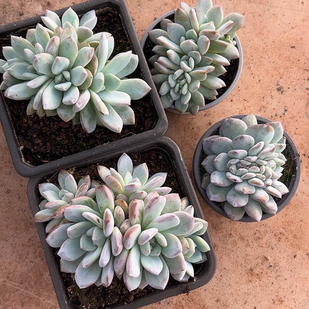 1梦露4颗、12.8包邮、