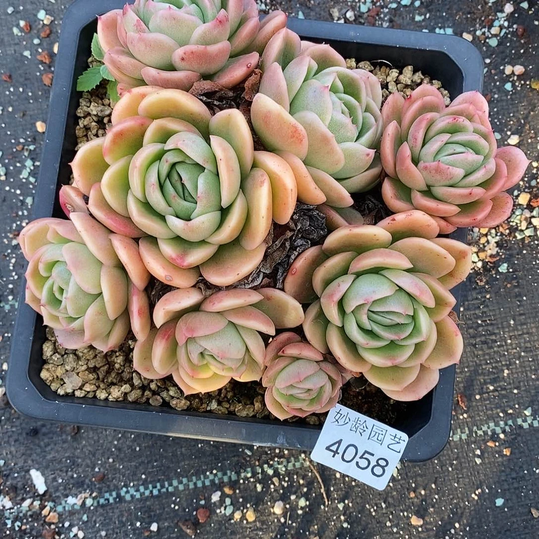 T***u4058散群不售后～15厘米