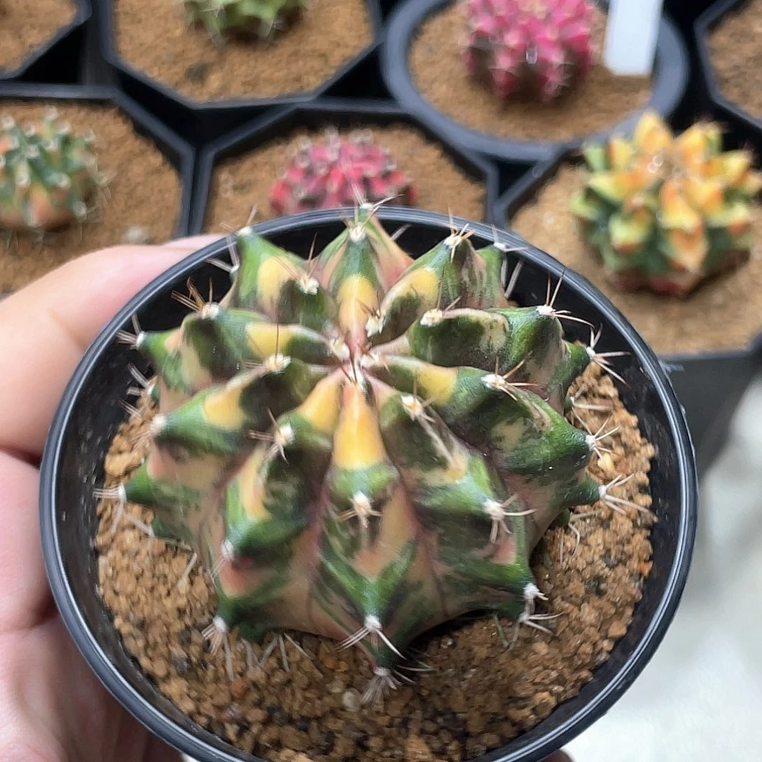 当前无花朵，栽培后可花朵