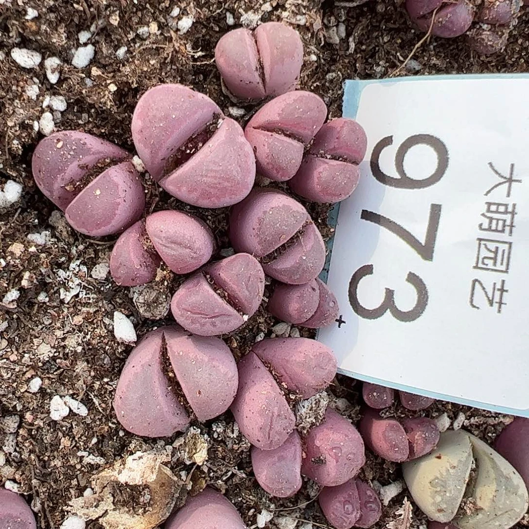 量拍红大内5颗一组