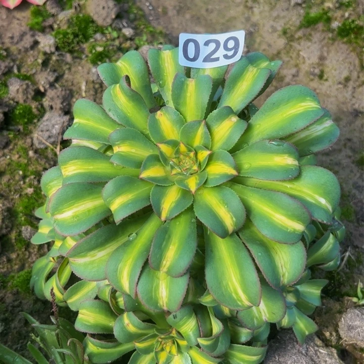 029多肉植物盆栽