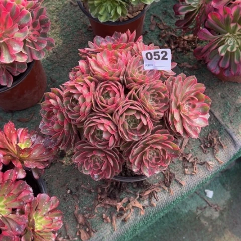 辣***子052云河朵朵多肉，