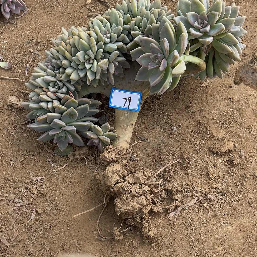 79号淡雪缀化一物拍