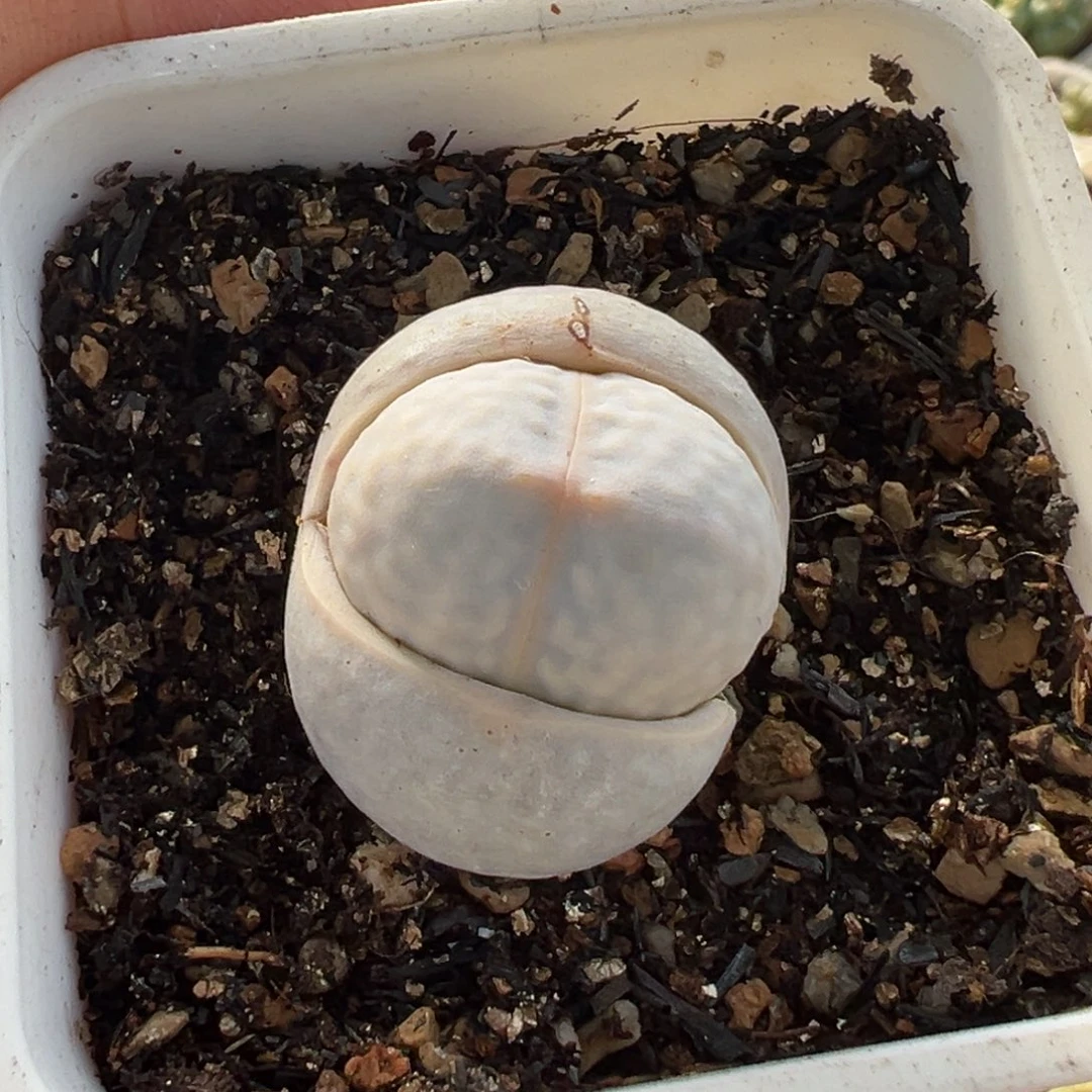 082多肉植物种类多样