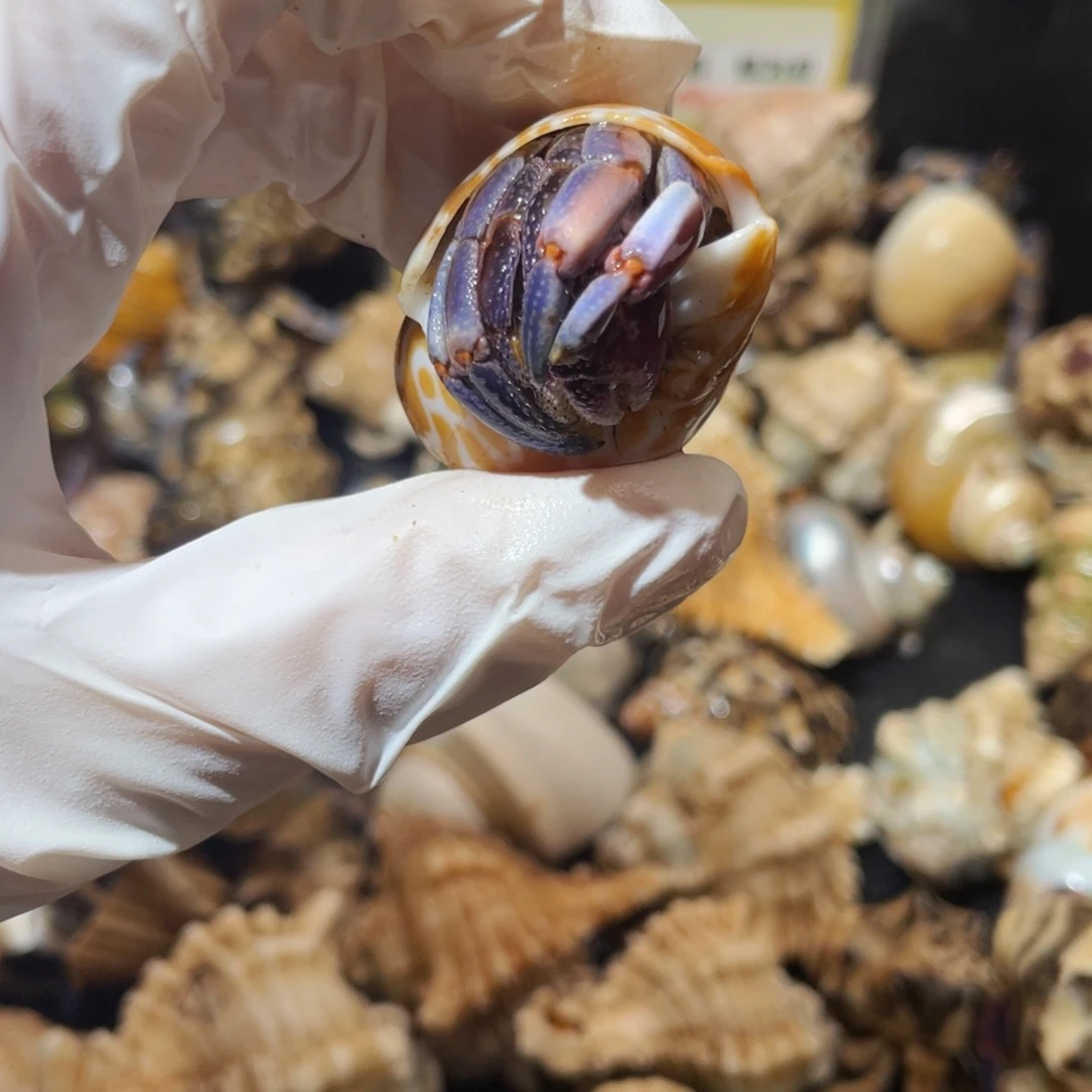 蜗居异宠寄居蟹，紫陆缺尖0426