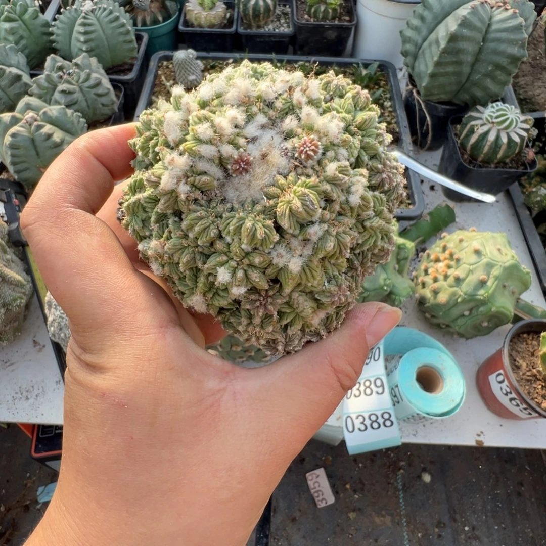 老花笼仙人球339号