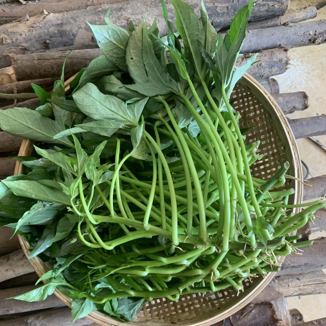 广西种植苗专用栽苗吃叶雪薯藤插秧插苗蔬菜番薯种植新款瓜苗