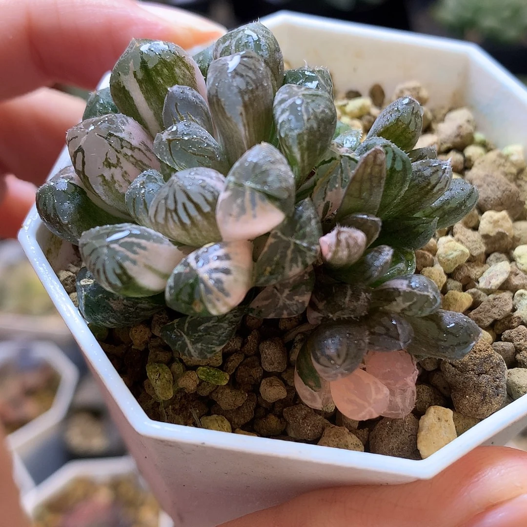塑料皮玉露锦带盆土发货