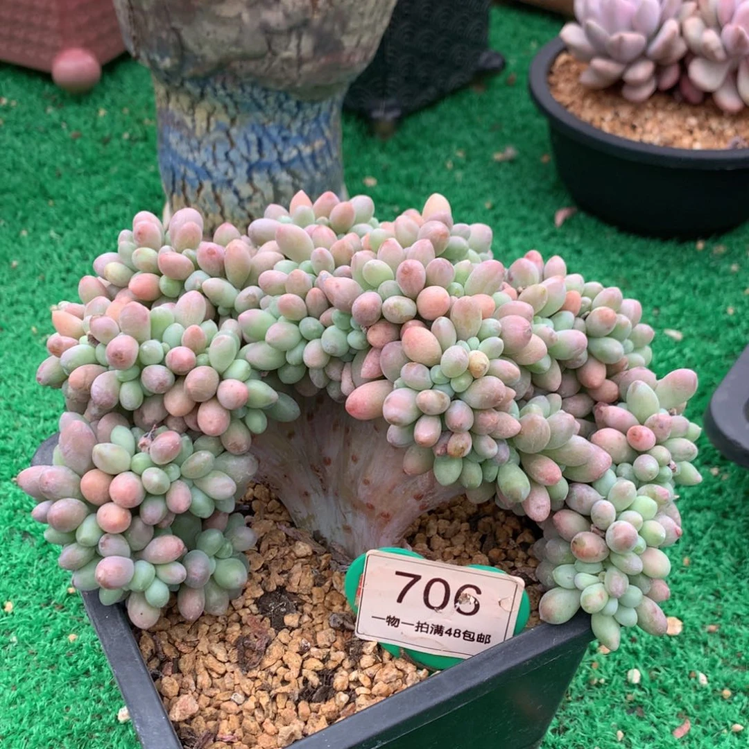 汤圆缀化一物一拍706