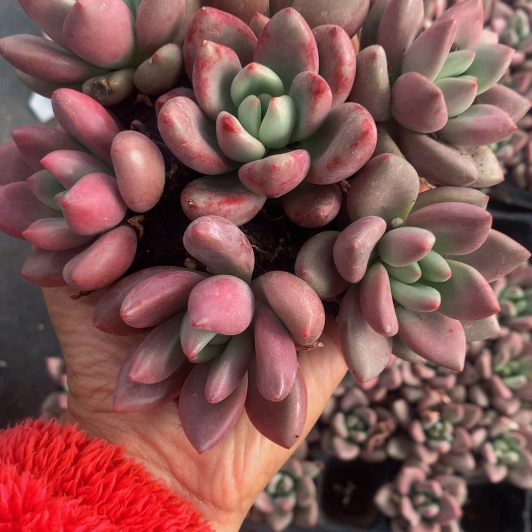 桃花源 （不满9.99发叶子）