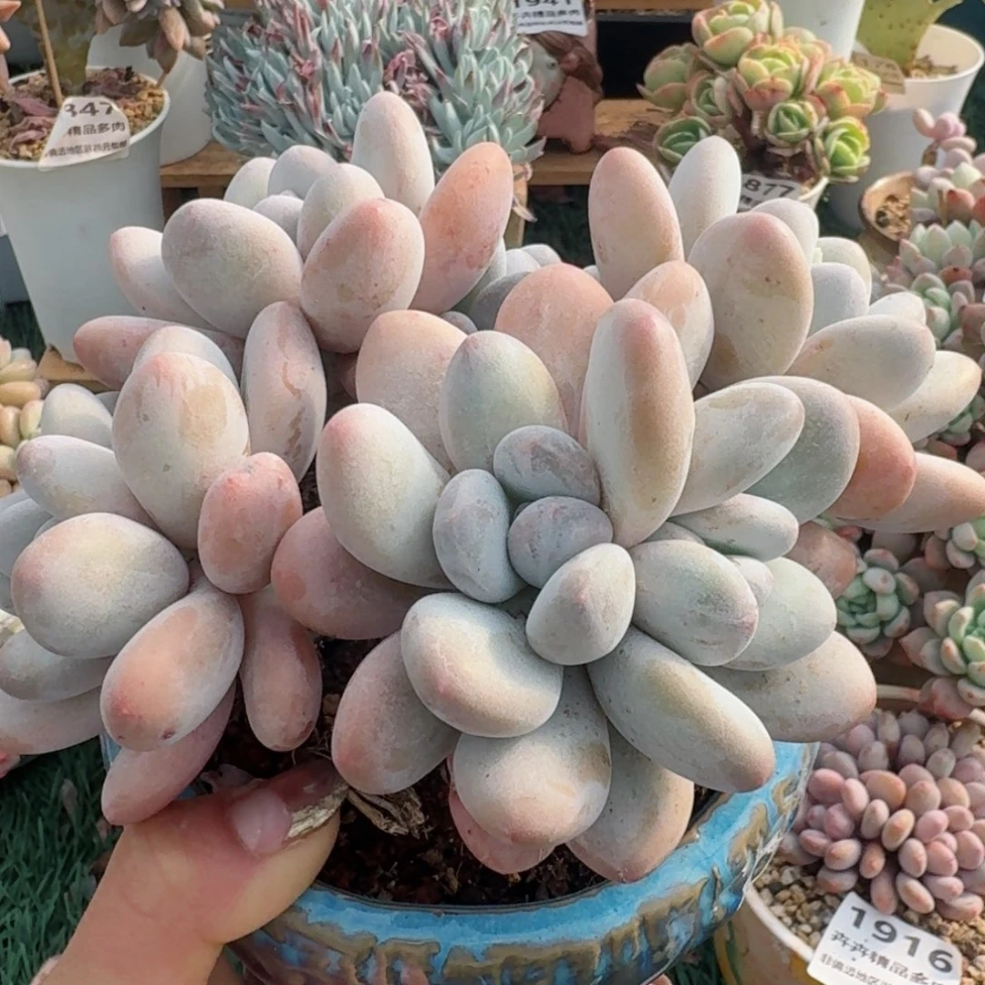 1959一物一拍（满28包邮）