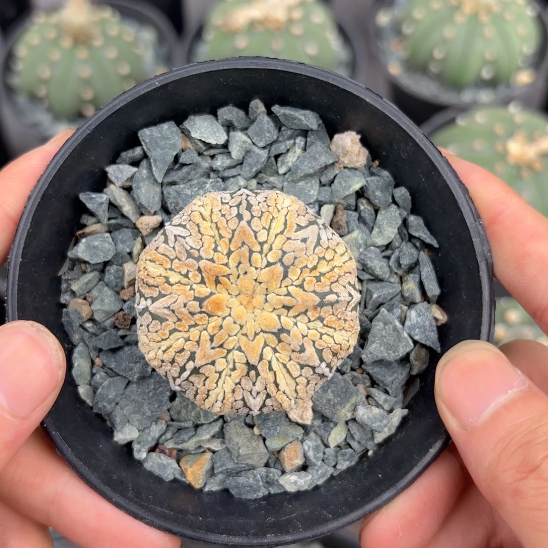 当前无花朵，栽培后可花朵黄金v兜