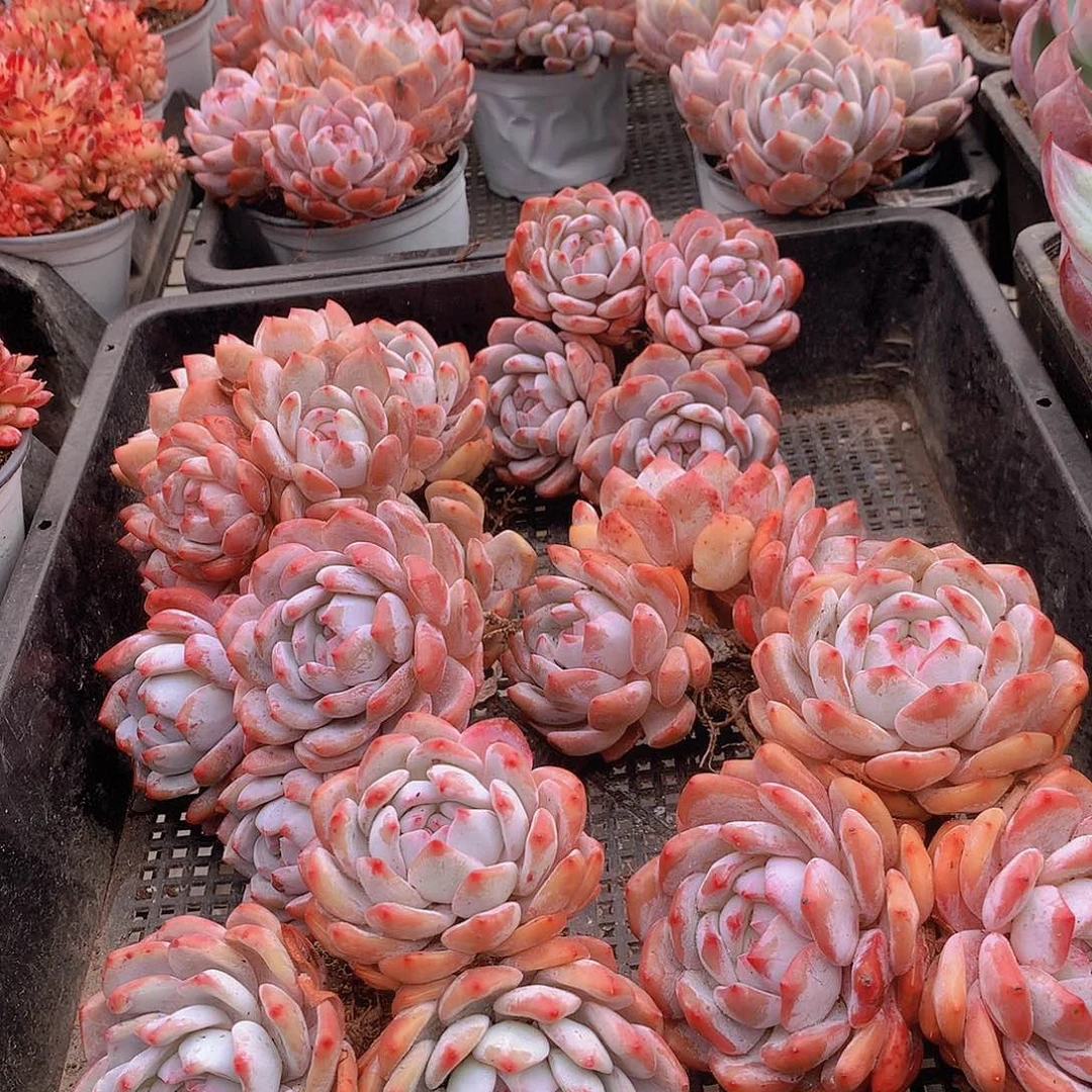 多头石榴籽456899000000