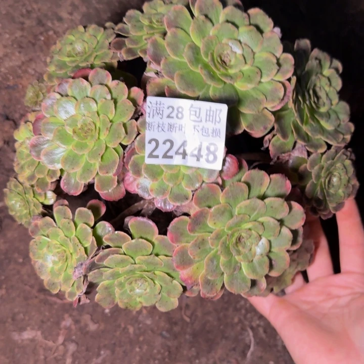 22448黑金刚多肉植物