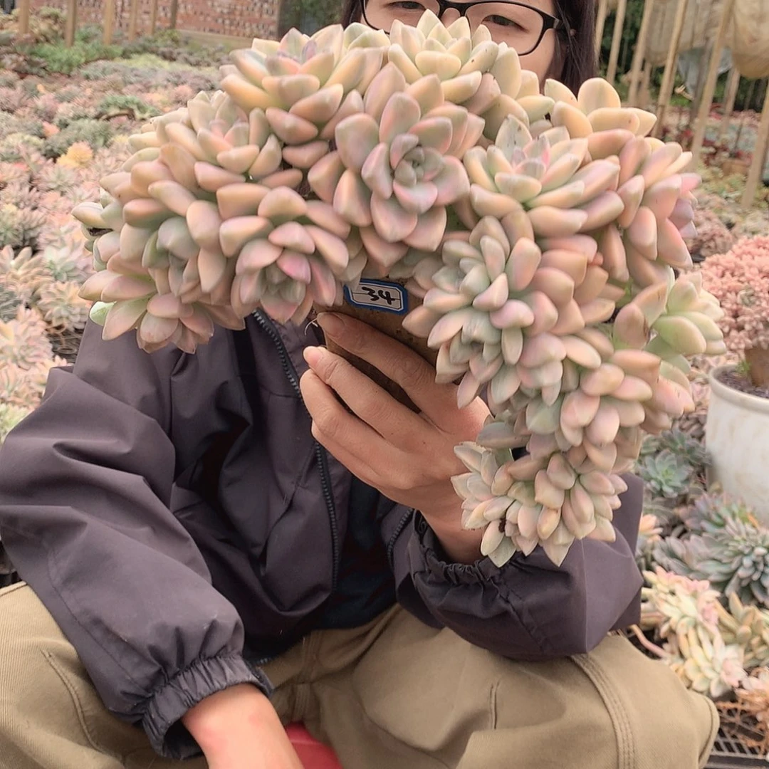 34 淡雪锦一物一拍