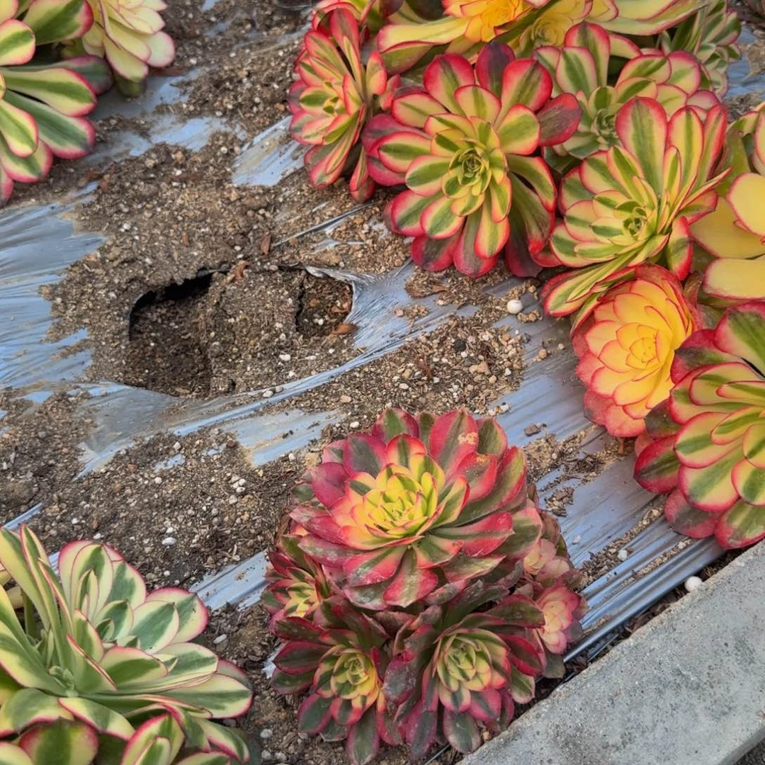 九***秋161到春费用。多肉植物