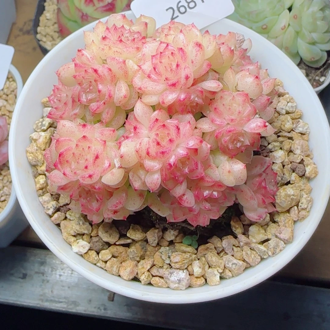 麦秆群，2681带盆发不包整