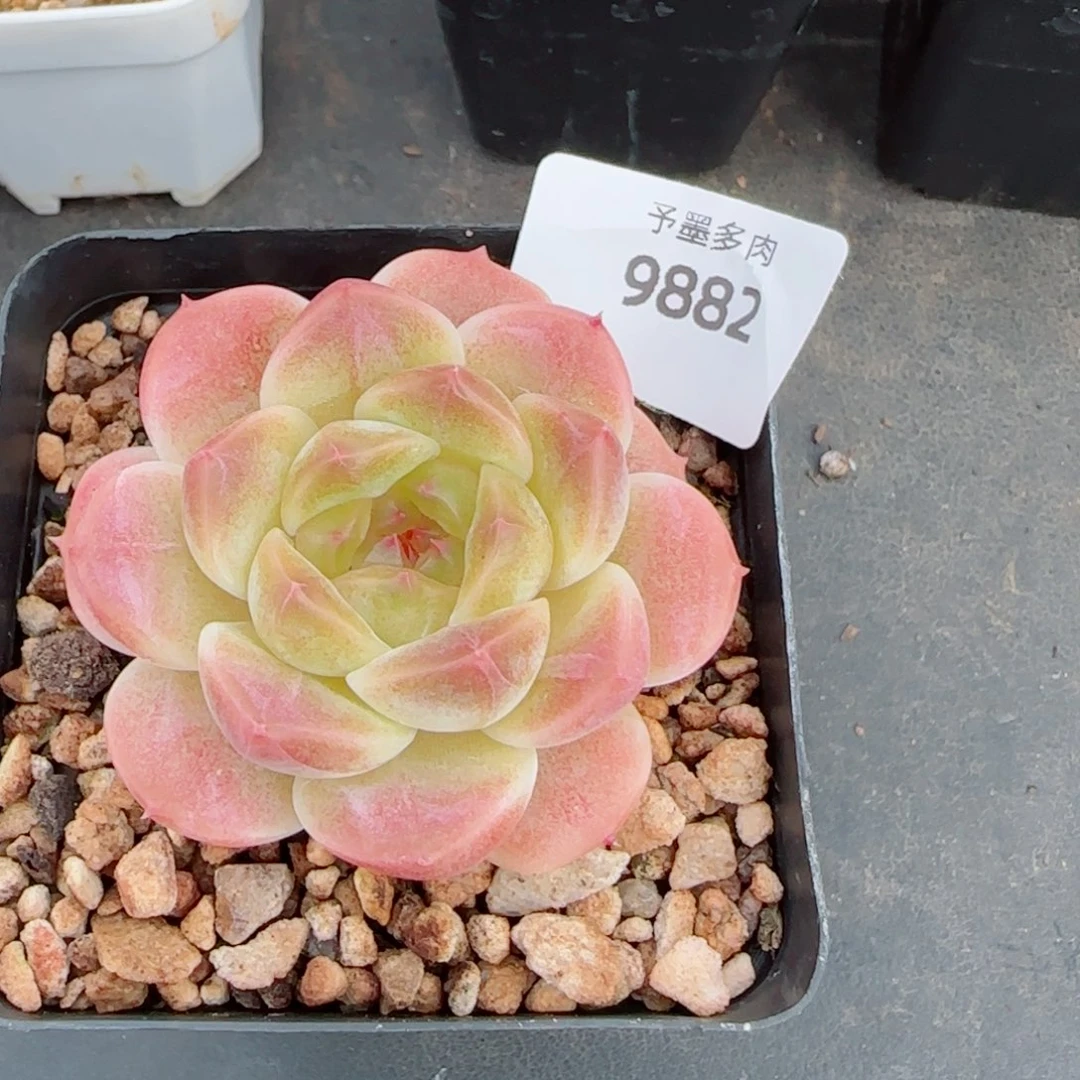甜橙冰魄，9882多肉植物