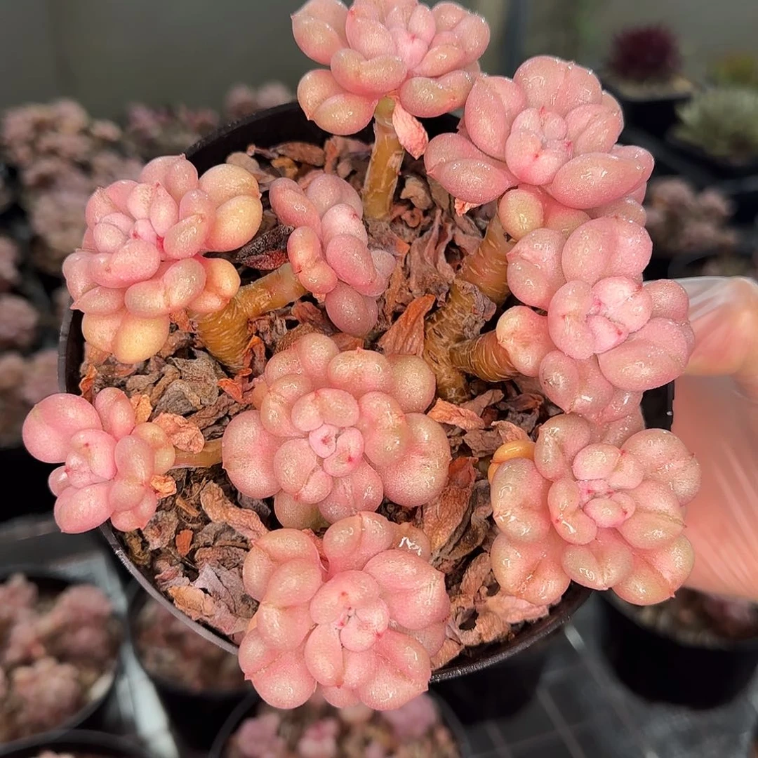 从前慢花园精选0126-比尔盖茨