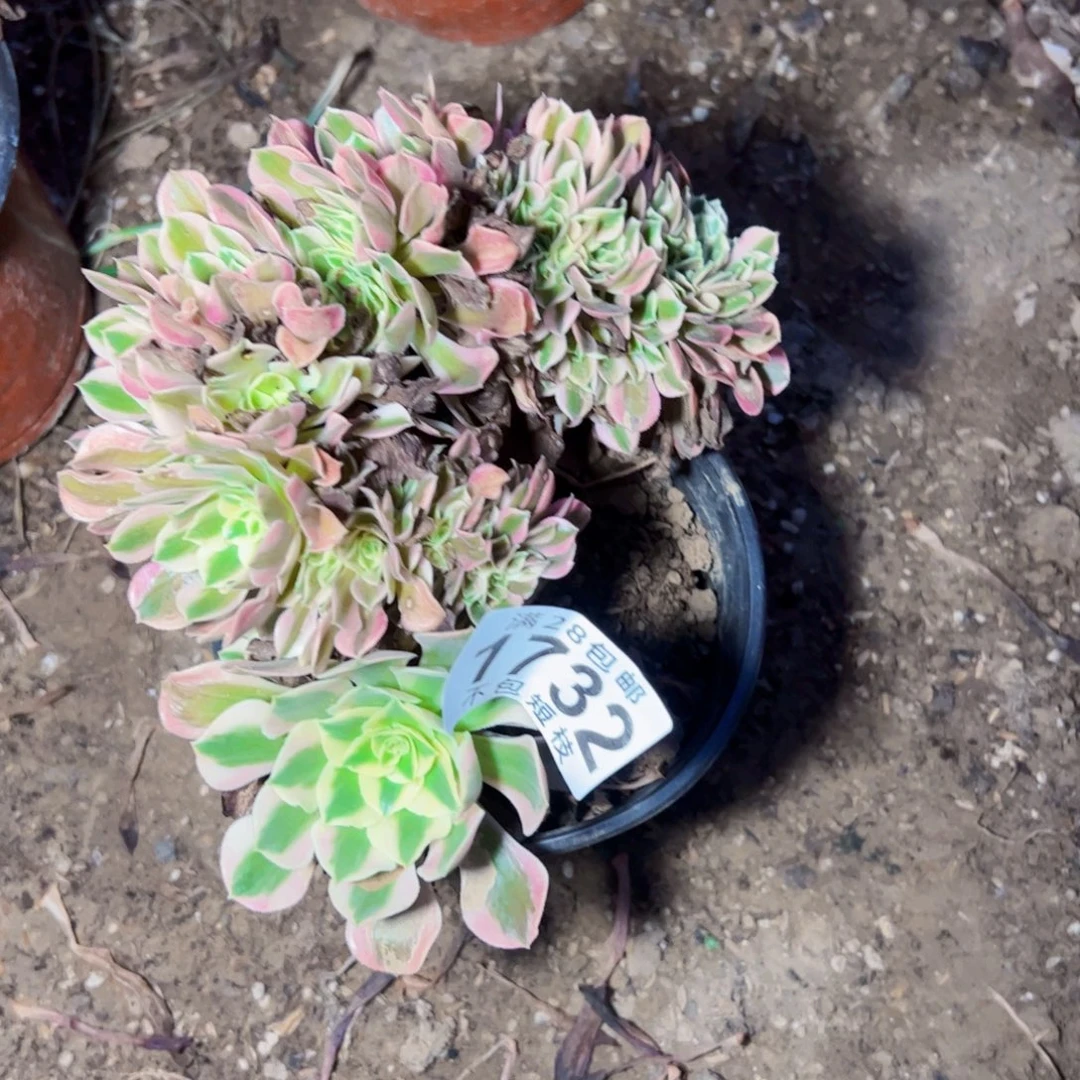 1732多肉植物粉女巫缀