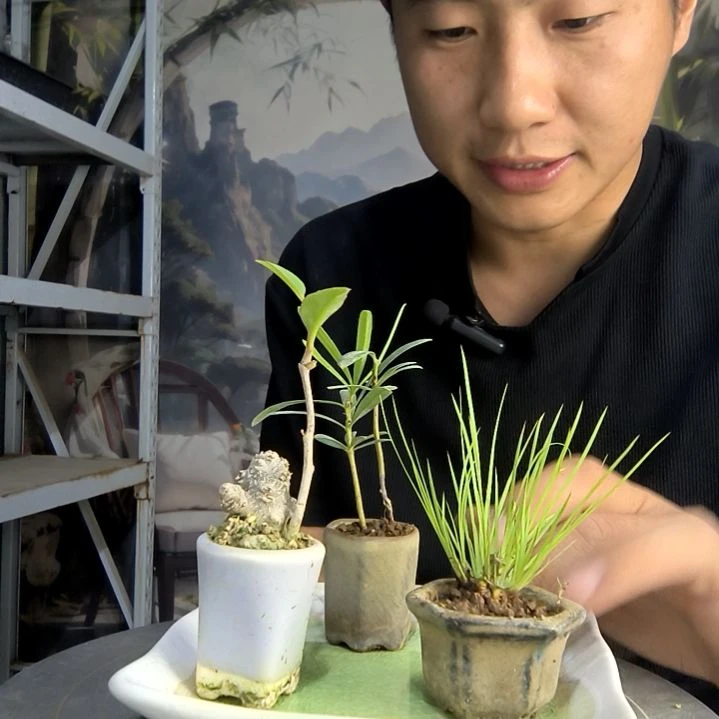 凉中青园艺一物一拍131