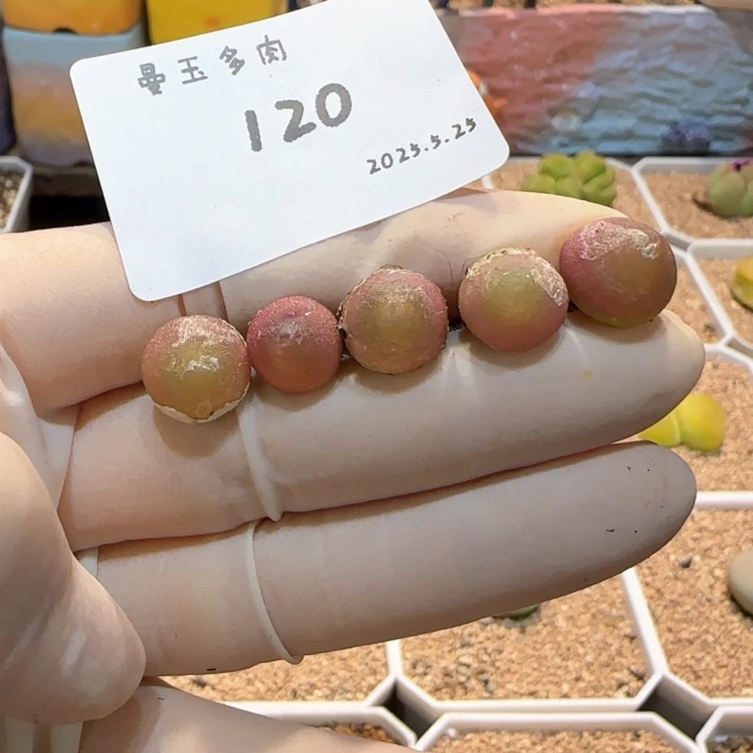 迈*。多肉多肉多肉5.25-120