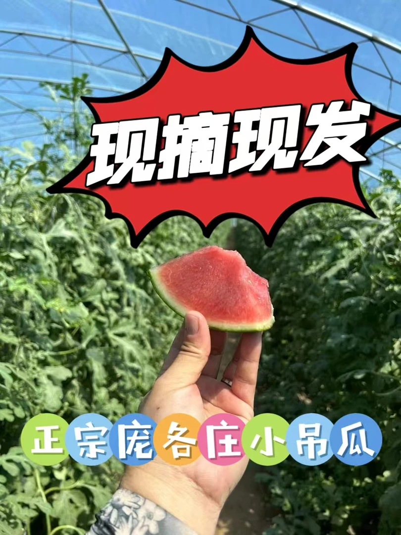 正宗北京庞各庄小吊瓜新鲜水果整箱现摘现发4粒装14-15斤(京津冀）