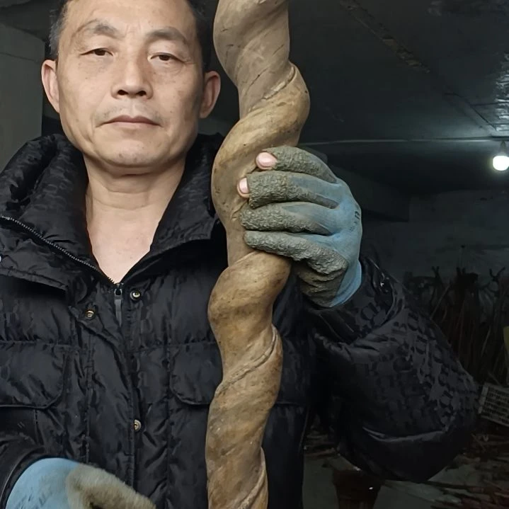 稳定木骑*贵州檬子木   铁马鞭   根艺  半成品